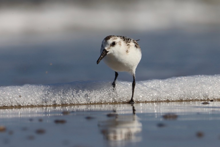 Sanderling