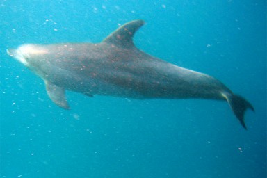 Haie haben eine senkrecht stehende Schwanzflosse 