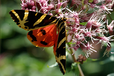 Die Farben einiger Schmetterlinge werden nicht nur durch Farbpigmente wie bei diesem schönen Exemplar sondern durch Strukturschuppen erzeugt.
