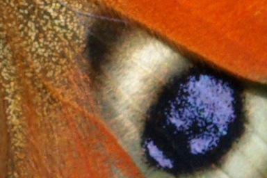 Schmetterlinge haben unvorstellbar schöne Farben. Es gibt wirklich alles bis hin zu einem schönen metallischen Glanz.