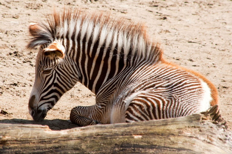 Mähne eines Zebras