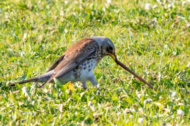 Oder die Wachholderdrossel? Hier im Kampf mit einem Regenwurm...