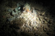 Unterwasser, Oktopus, Krake