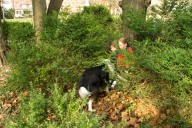 Malteser Rettungshundestaffel (Besigheim)