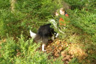 Malteser Rettungshundestaffel (Besigheim)