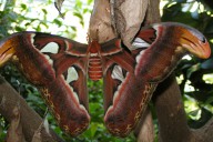 Atlasspinner - Spinner - Schmetterlinge