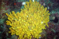 Tauchurlaub Kroatien