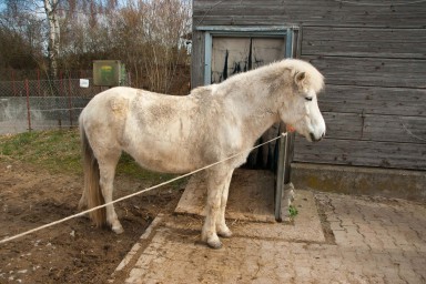 Pony - Bauernhof 