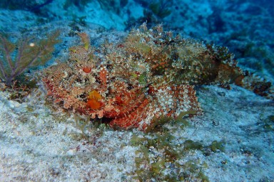 Tauchen in Key Largo