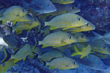 Tauchen in Key Largo