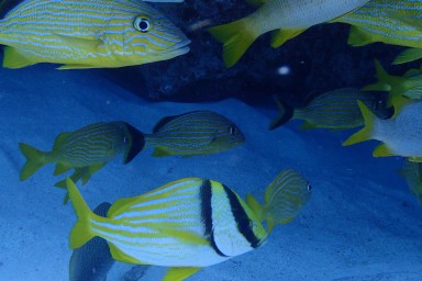 Tauchen in Key Largo