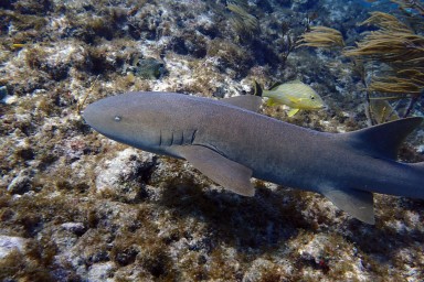 Tauchen in Key Largo