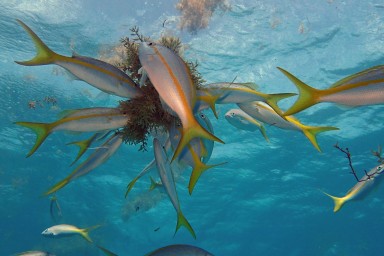 Tauchen in Key Largo