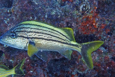 Tauchen in Key Largo