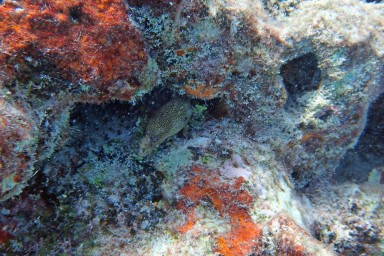 Tauchen in Key Largo