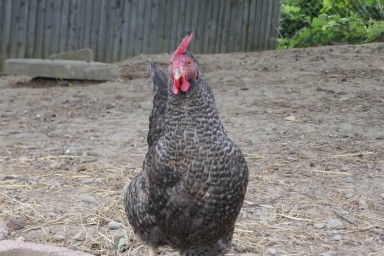 Besuch auf dem Bauernhof